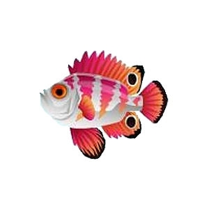 Pale Pink Bigeye Soldierfish